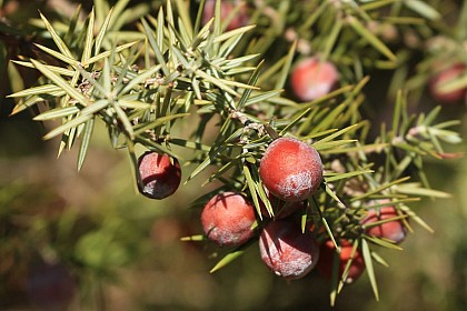 Cades : les compagnons de l'Aiguille