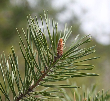 The Sylvester Pine, majority tree