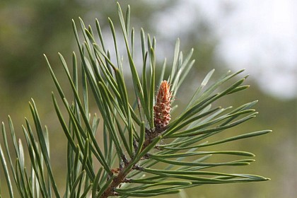 Le Pin sylvestre, arbre majoritaire