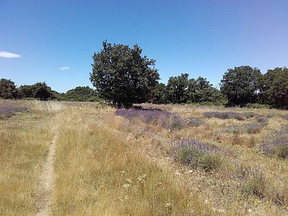 Long live the diversity, long live Life!