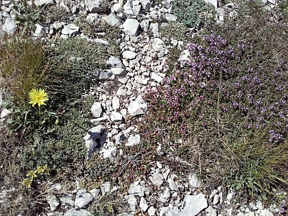 The grass at the summit