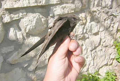 Wildlife of the villages