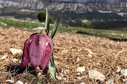 The bulb of the Alps