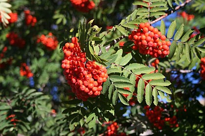 Sorbus aucuparia