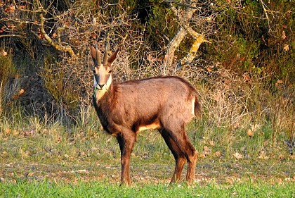 Le bovidé des montagnes
