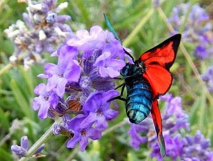 The Zygaena