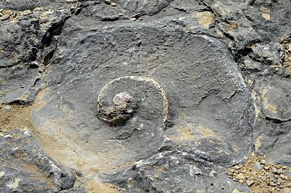 Ammonites