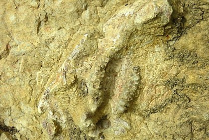 Les ancêtres des Lamentins