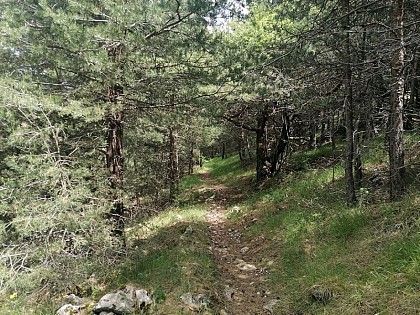La Forêt de Pins