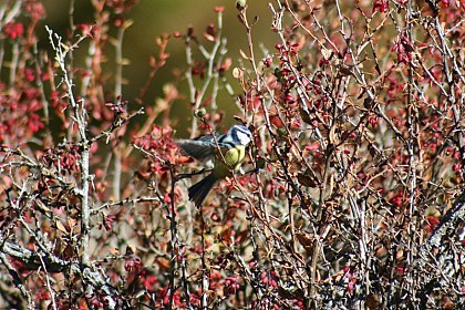 Eurasian blue tit