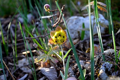 Fritillaire a involucre