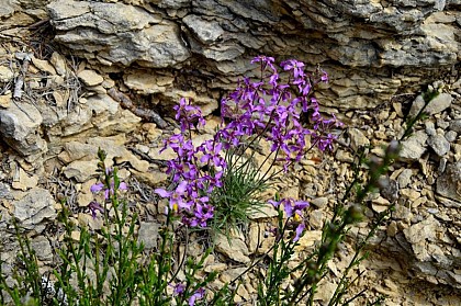 La Julienne laciniée