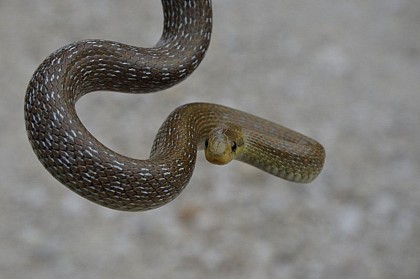 The snake Aesculapian