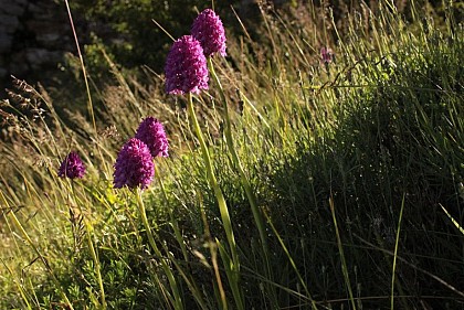 The Pyramidal Orchid
