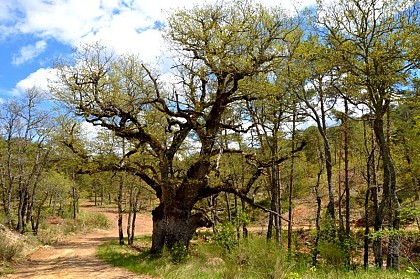 Au pied de mon arbre