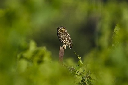 The owl, a beneficial animal to vines
