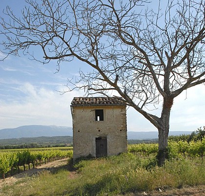Old tree, ally of Athene