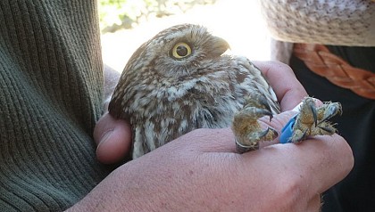 A baby bird on the ground ... what to do?