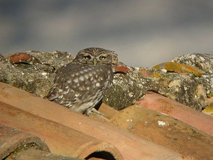 Athene, bio-indicator species