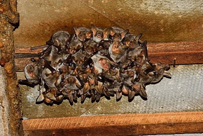 Une colonie de murins