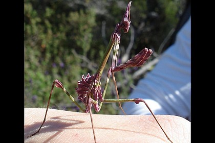 Le diablotin s'y cache !