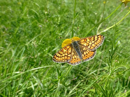 The Marsh fritillary