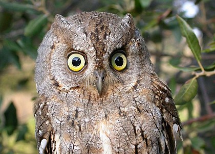 The Eurasian Scops owl