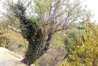 Ivy, parasitic plant?