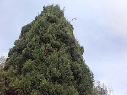 The cypress, a southern figure!