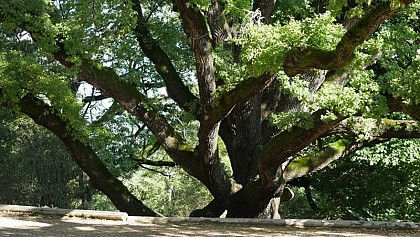 remarkable oak
