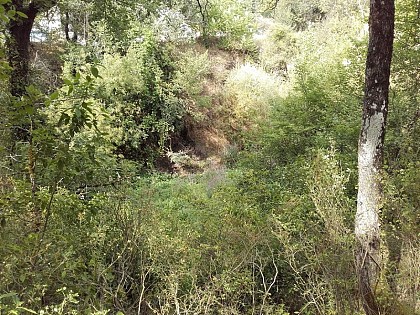 Edges of Eze, poplar, willow