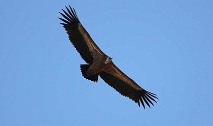 Griffon vulture