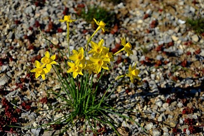 Rush-leaf jonquil