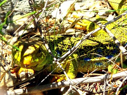 The Ocellated Lizard