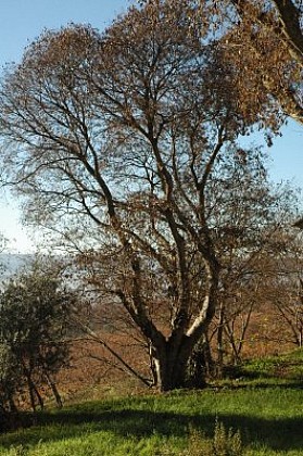 Micocoulier remarquable