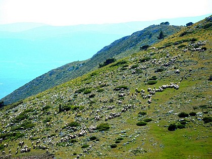 A flock of sheeps on Mount Lachens