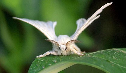 Le bombyx du mûrier
