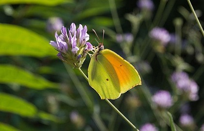 Le citron de Provence