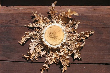 Carlina