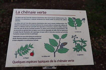 Chênaie verte