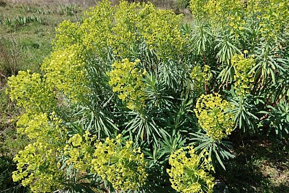 L’euphorbe characias