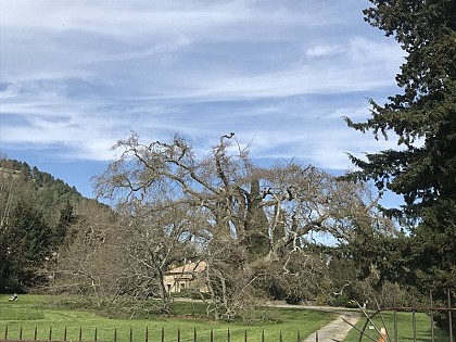 Platane géant