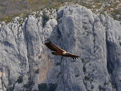 Wild animals, you said wild animals?