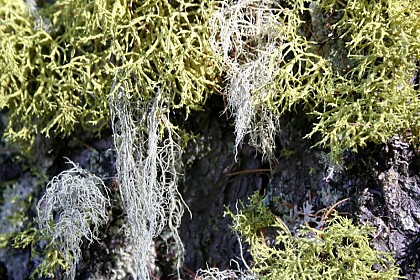 Bio indicators: Lichens
