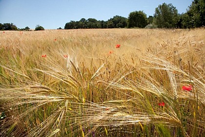 Landscape shapers