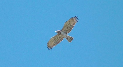 The short-toed snake eagle