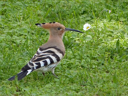 Hoopoe