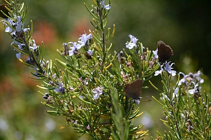 Véritable allié des apiculteurs