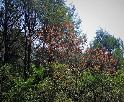 Petit inventaire en "forêt mixte"