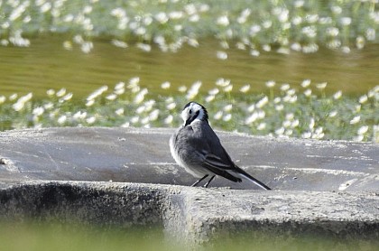 La ballerine des rivières